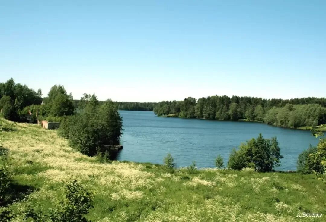 Рощинское озеро ленинградская. Озеро в Рощино Ленинградская. Рощинское озеро рыбалка. Рощинское (озеро, Лодейнопольский район).