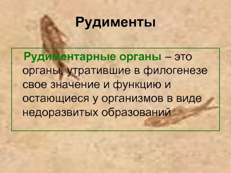 Рудименты и атавизмы доказательства эволюции. Рудиментарный это. Органы рудименты у человека. Рудимент в скелете человека. Рудименты определение примеры.