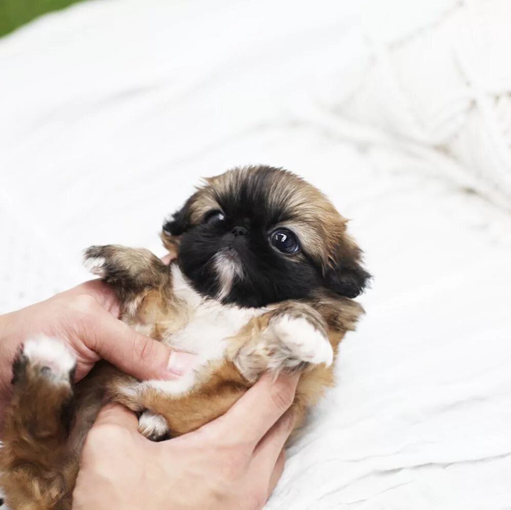 Сибирский пекинес. Карликовый пекинес. Пекинес интересные факты. Пекинес обычный. Пекинес персидский.