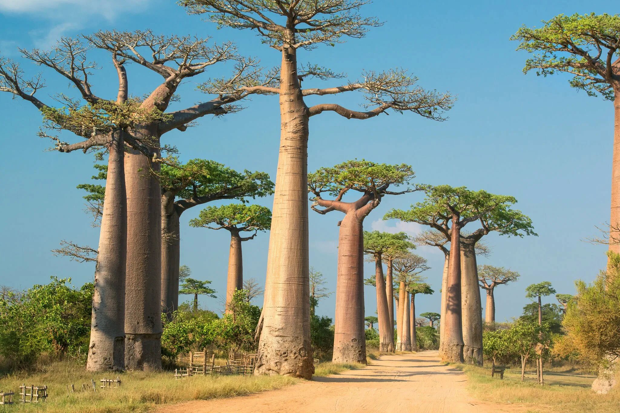 Баобаб дерево. Африканское дерево баобаб. Дерево в Африке баобаб. Баобаб в саванне Африки.