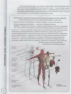 Практические работы по анатомии человека