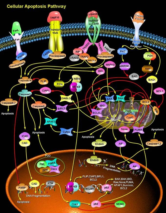 Pathways 2. Каспаза 3 апоптоз. каспаза 8. apoptosis pathways. каспазы 3 и 7.