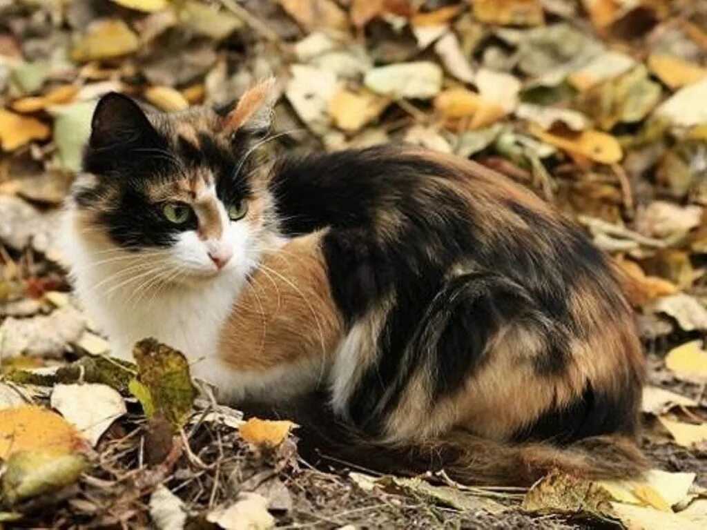 Известно что трехшерстные кошки всегда самки. Трёхцветная кошка. Черный белый и рыжий кот. Котики трехцветные. Чёрно рыжий кот.