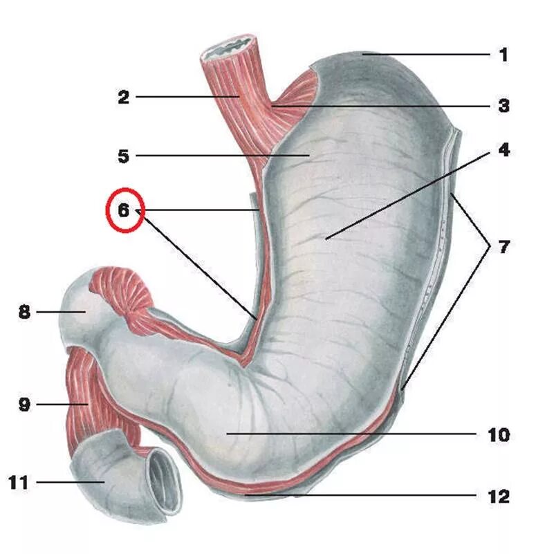 Части органа желудка. Желудок и двенадцатиперстная кишка анатомия человека. Анатомия желудка и 12-перстной кишки. Желудок и двенадцатиперстная кишка анатомия. Анатомия строения желудка и двенадцатиперстной кишки.