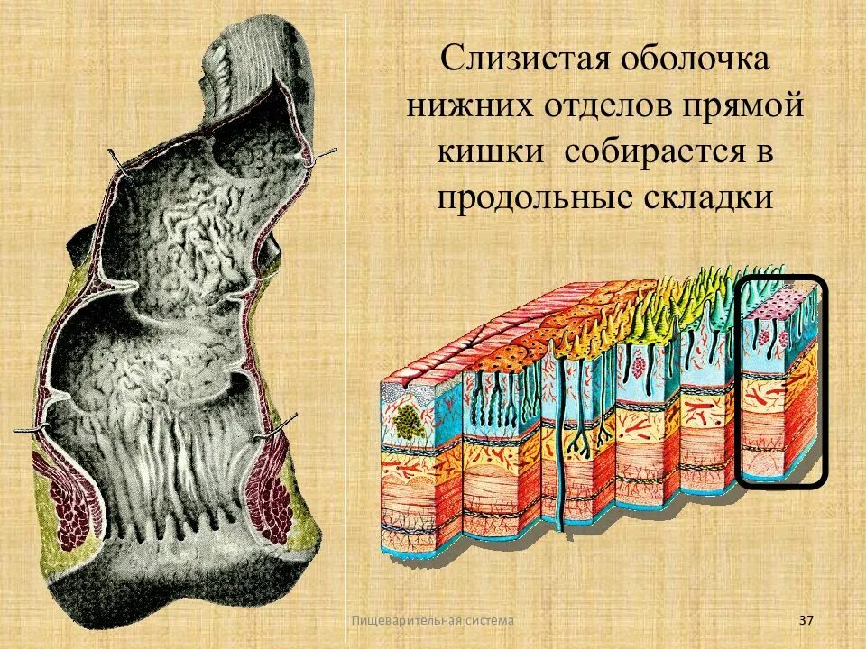 Складки слизистой продольно. Слизистая оболочка прямой кишки. Слизистой оболочки ампулы прямой кишки. Слизистая оболочка прямой кишки строение. Продольные складки прямой кишки.