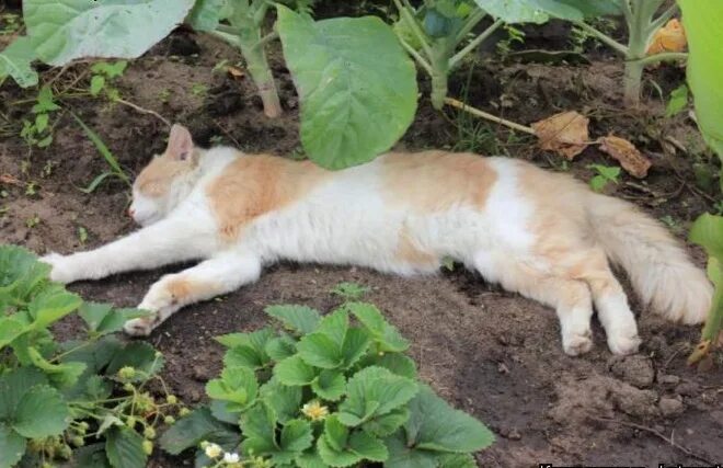 Устала на даче. Коты на огороде. Котик на грядке. Коты на даче. Рыжий кот трудится на грядке.