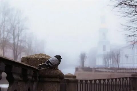 Был обычный серый