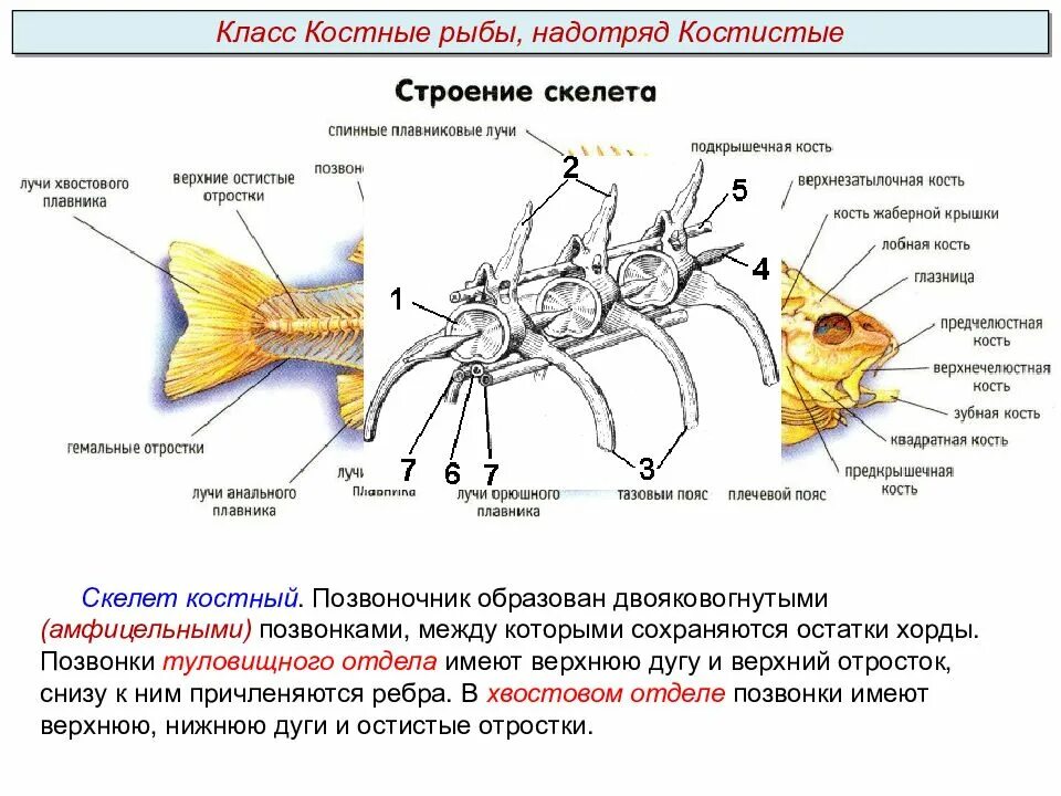 Туловищный отдел скелета. Отделы скелета костных рыб. Скелет костной рыбы. Позвонок рыбы. Скелет костистой рыбы.