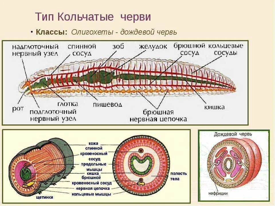 Строение типа кольчатых червей. Строение органов кольчатых червей. Тип кольчатые черви строение систем. Строение кольчатых червей 8 класс. Полость тела моллюсков вторичная