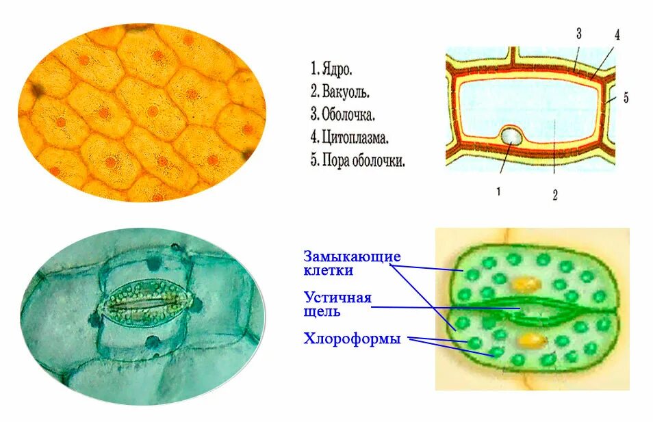 Какую клетку можно увидеть. Строение клетки мякоти листа 5 класс биология. Клетка листа растения под микроскопом. Кожица клетки мякоти листа. Строение клетки кожицы листа.