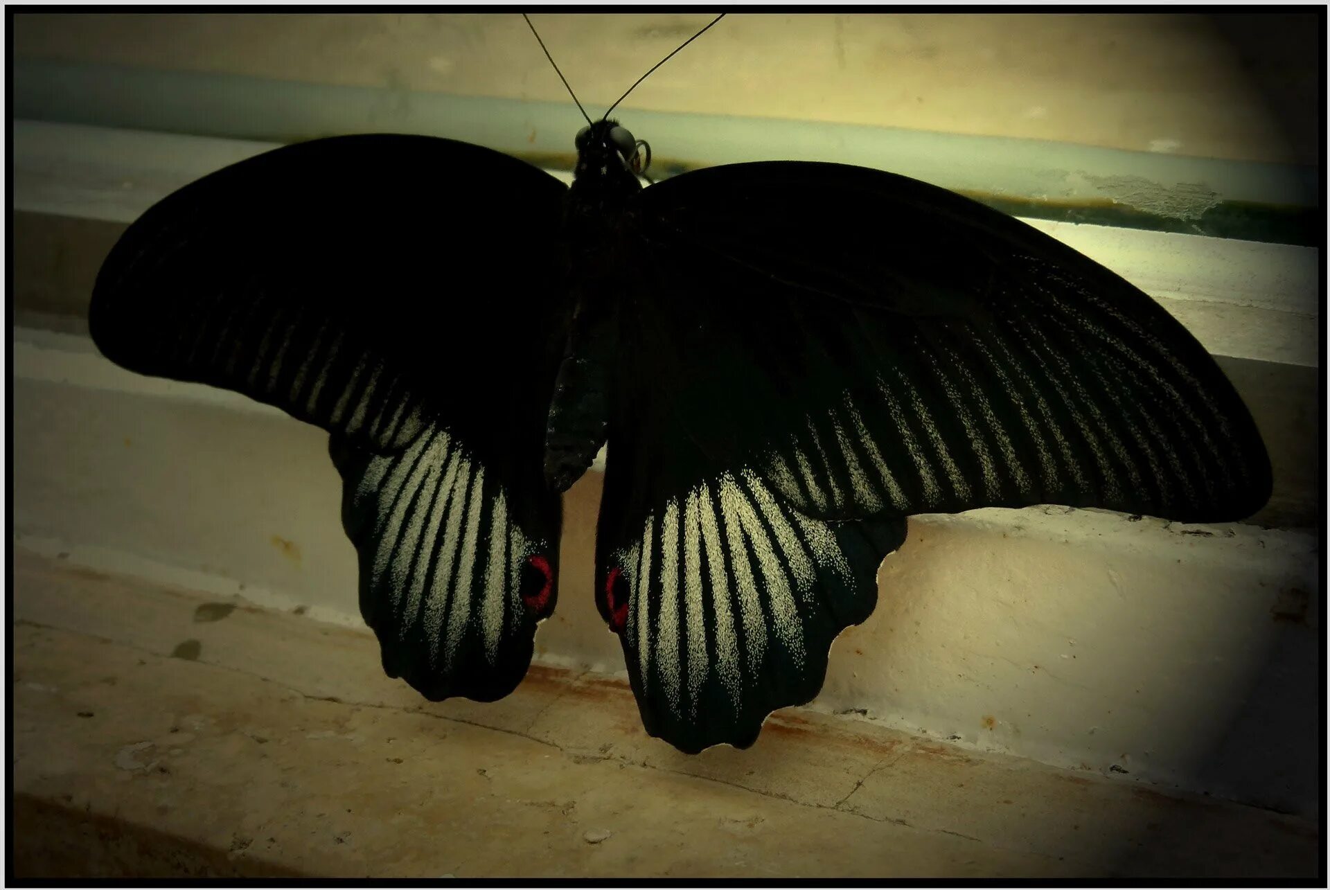 Бабочка Papilio ascalaphus. Бабочка черная. Черный мотылек. Черные Крылья бабочки. Бабочка черный рынок