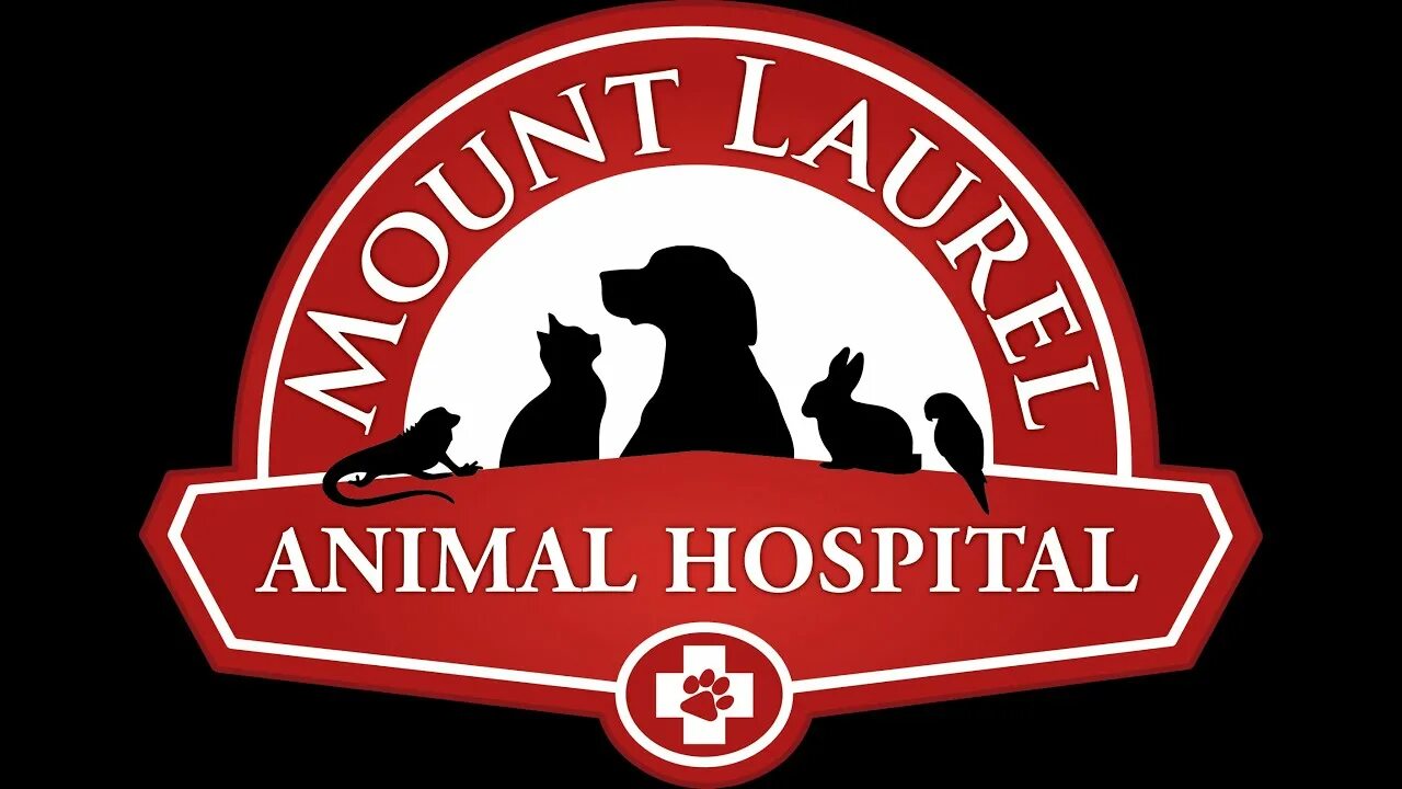 3a the animal hospital. Игра pet vet 3d animal hospital. Animal hospital spotlight 4. Мои любимцы игра. Pet vet 3d wild animal hospital.
