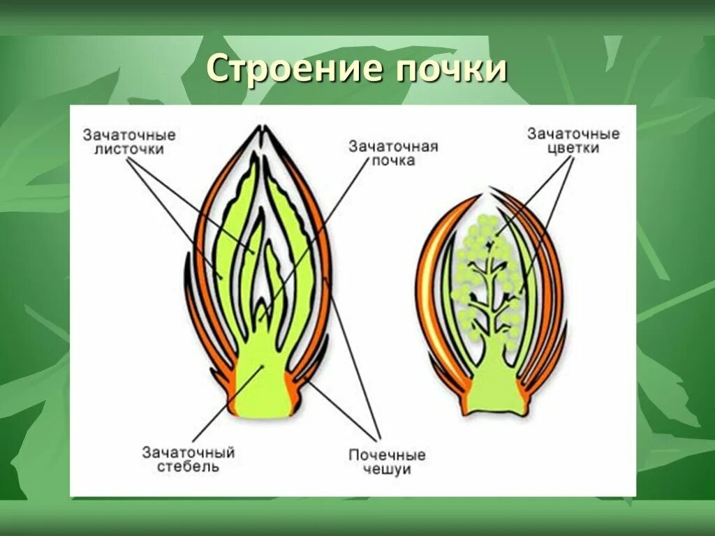 Почка представляет собой зачаточный побег. Строение вегетативной и генеративной почки. Строение вегетативной почки растения. Строение генеративной почки. Орган генеративной почки