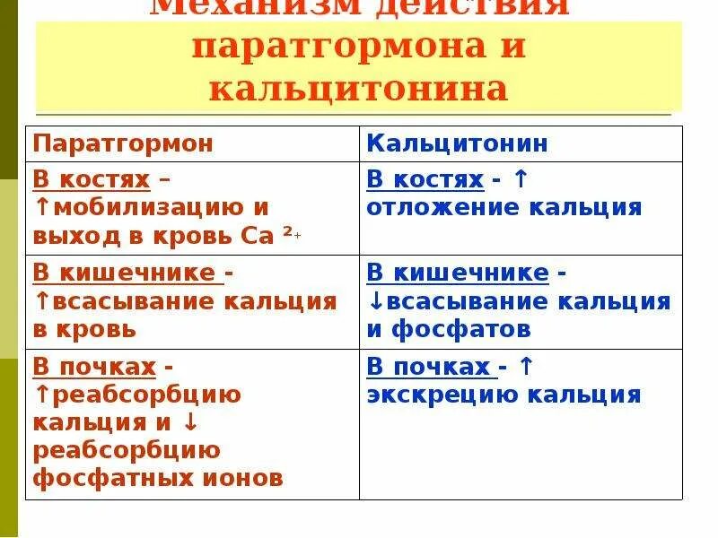 Паратгормон интактный. Функции кальцитонина и паратгормона. Функции паратгормона. Роль паратгормона и кальцитонина. Паратгормон и кальцитонин функции.