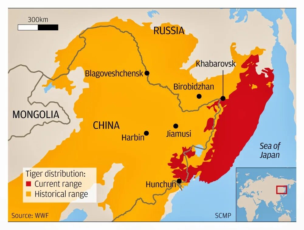 Amur Tiger Habitat Map. Амурский тигр ареал обитания. Зона обитания Амурского тигра на карте. Ареал обитания Амурского тигра. Карта амурский тигр