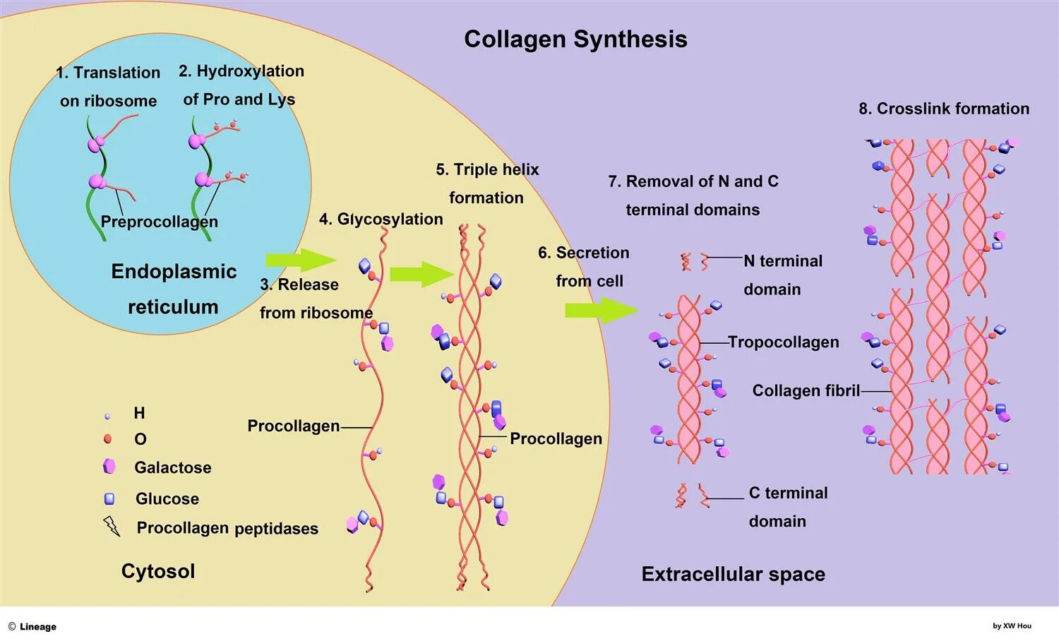 Витамин участвующий в синтезе коллагена. Синтез коллагена 1 типа. Стадии синтеза коллагена схема. Коллаген 4 типа биохимия. Синтез коллагена биохимия схема.