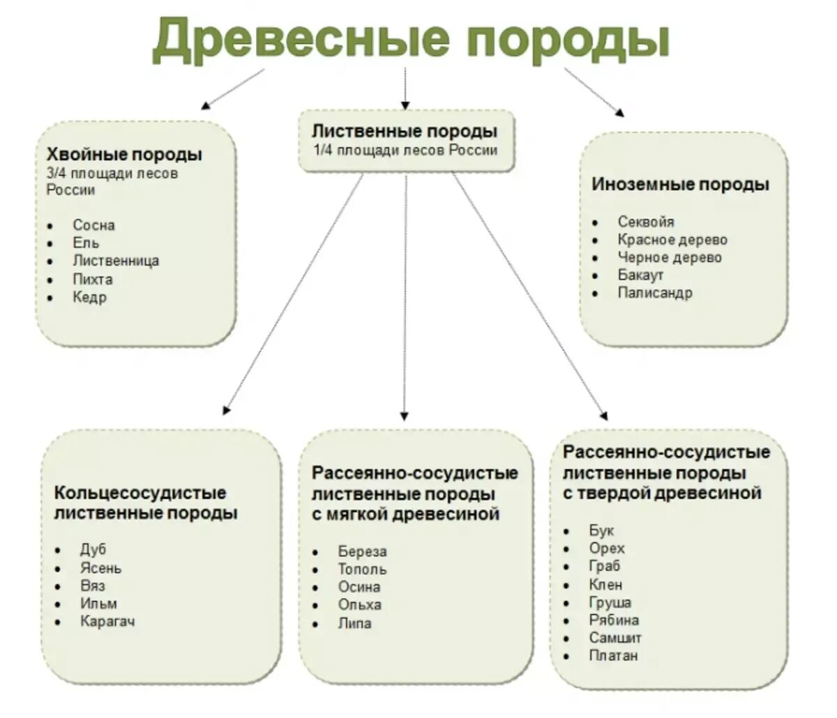 Хвойные породы характеристика. Породы древесины классификация видов Твердые и мягкие. Характеристики основных древесных пород. Основные древесные породы применяемые в строительстве. Как классифицируют древесные породы.