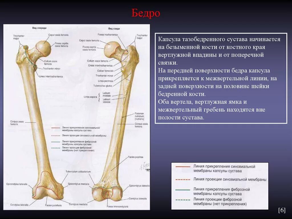 Образование бедренной кости