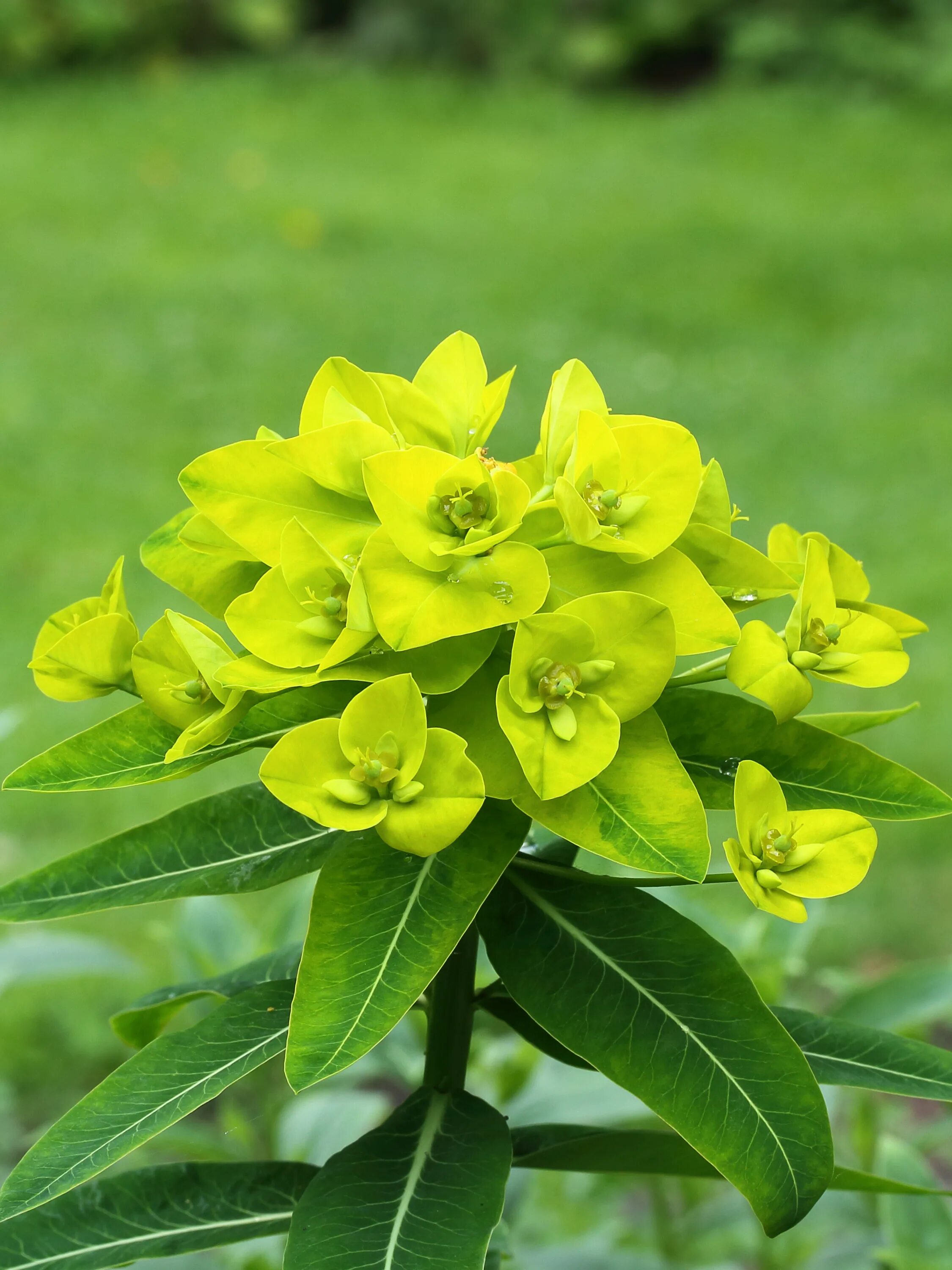 Молочай монетчатый. Молочай (Euphorbia). Молочай Млечный. Молочай мексиканский.