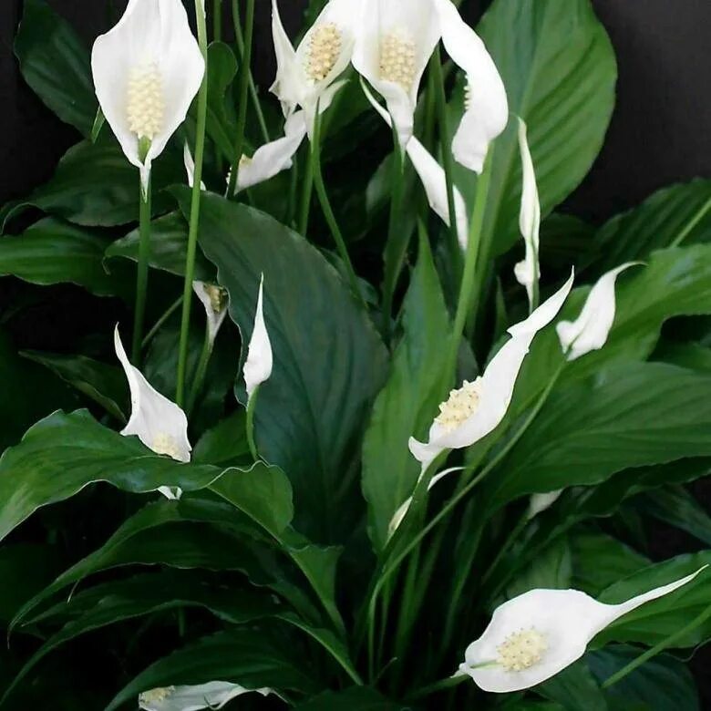 Спатифиллум обильноцветущий spathiphyllum floribundum. Название цветка женское счастье по научному. Название цветка женское счастье по научному. Белокрыльник спатифиллум. Спатифиллум.