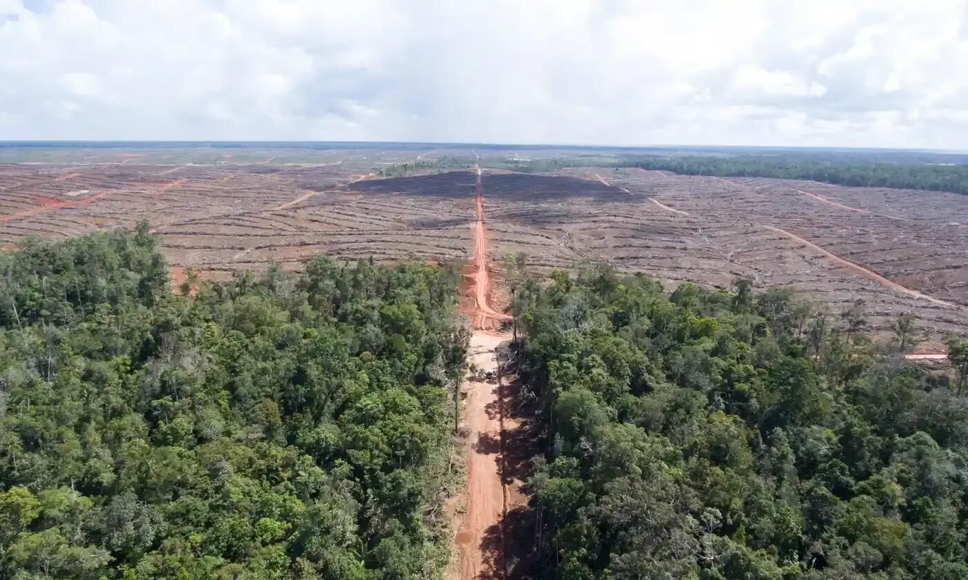 Clearing land. Вырубка тропических лесов. Вырубка тропических лесов фото. Deforestation Results. Loss of Biodiversity.