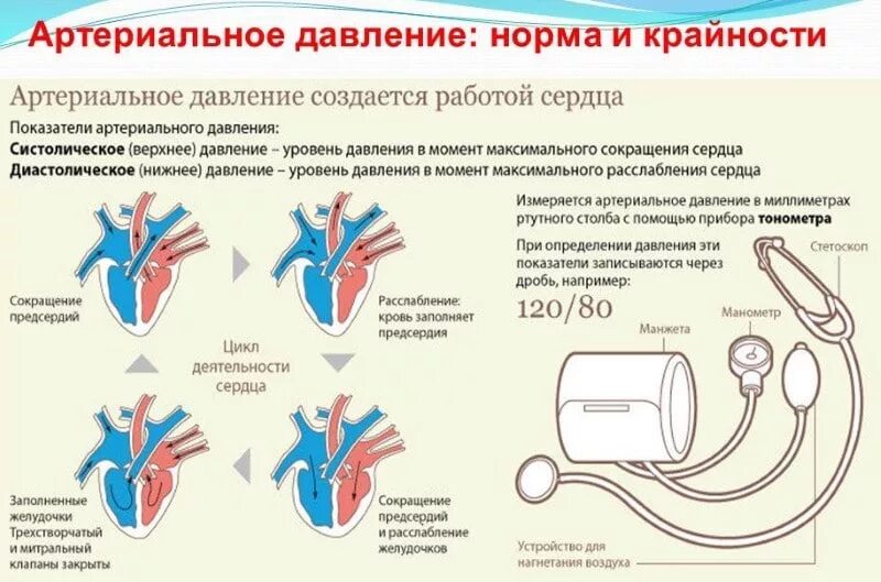 Максимальное артериальное давление в момент сердечного сокращения. Давление сердечное норма показатели. Артериальное давление верхнее и нижнее норма таблица. Норма артериального давления у человека. Таблица нормы давления человека артериальное давление.