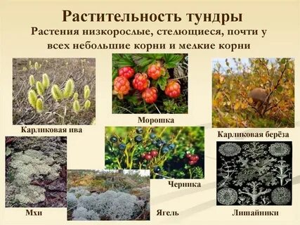 В какой природной зоне обитает мох