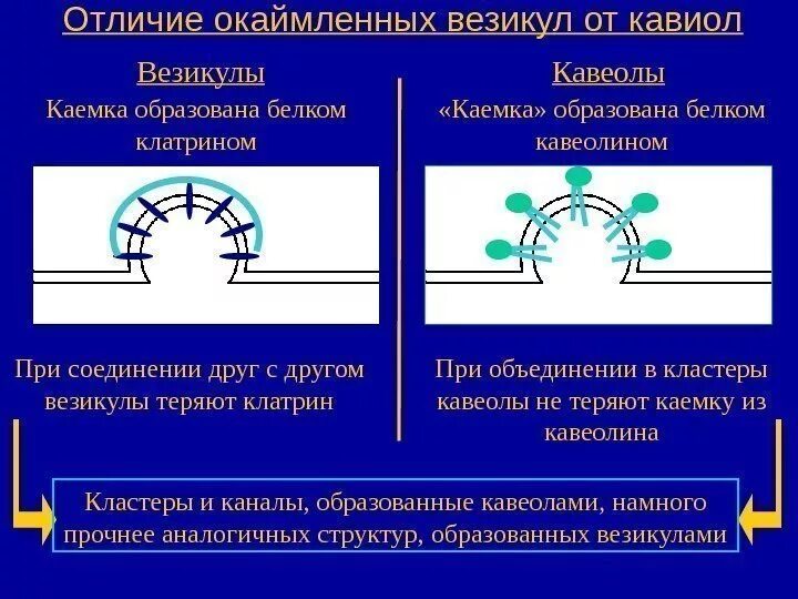 Окаймленные и неокаймленные везикулы. Окаймление везикул. Окаймленные пузырьки. Функции окаймленных пузырьков.