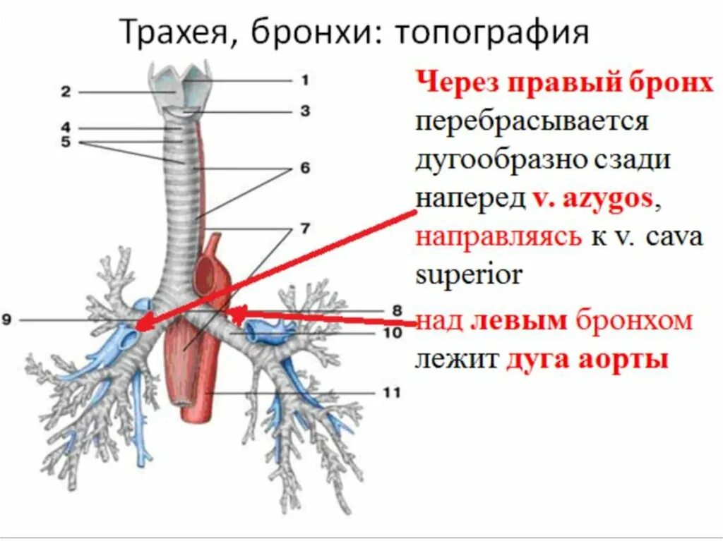 Трахея и бронхи. Бронхи человека строение. Строение трахеи и бронхов. Трахея и бронхи анатомия человека. Длина трахеи