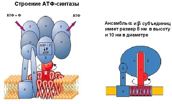 Строение атф синтазы. АТФ синтазный комплекс. АТФ синтетаза принцип работы. Строение АТФ синтетазы. Строение и механизм действия протонной АТФ-синтазы.
