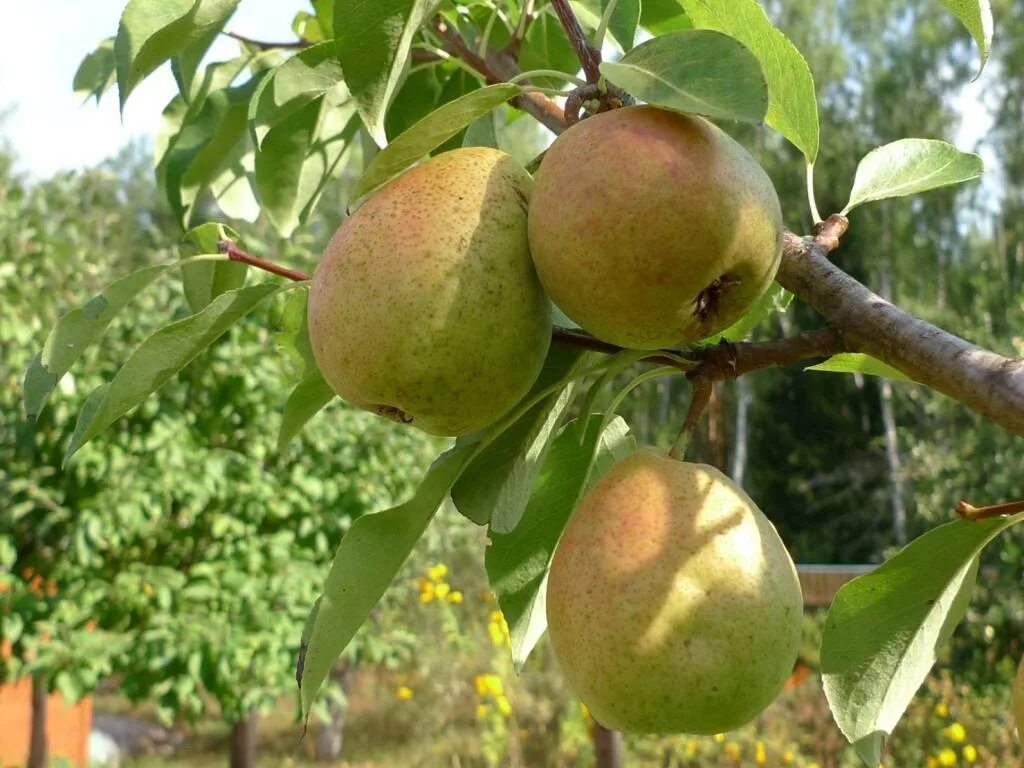 Груша скороспелка описание сорта фото. Сорт груши Северянка. Груша сорта Нерусса. Колоновидная груша Северянка. Груша Северянка Краснощекая.