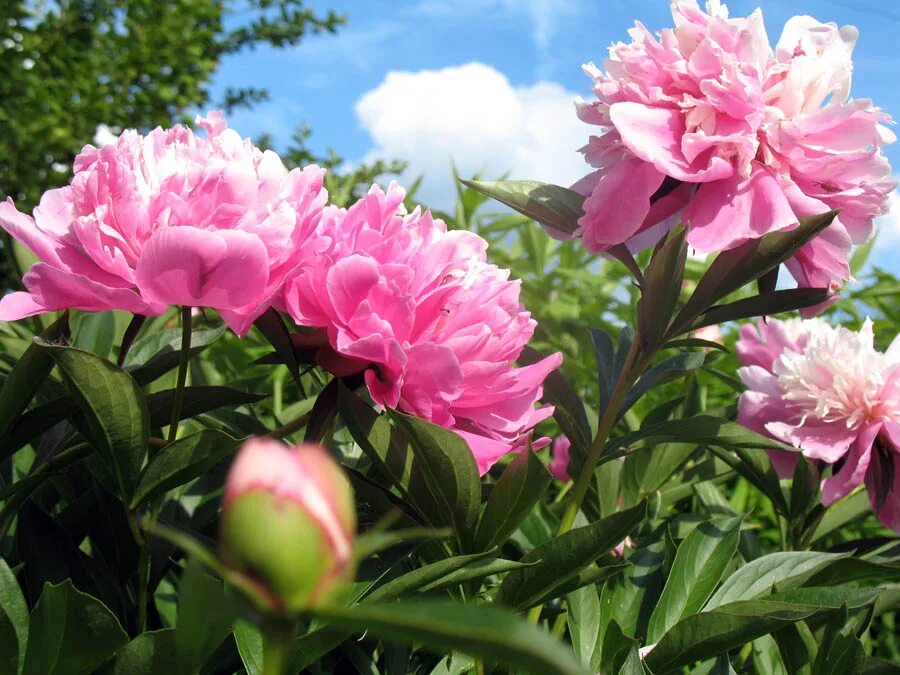 Пион любимый цветок. Пион травянистый барбара. Сердцевина пиона. Пион кинко. Бордовые пионы.