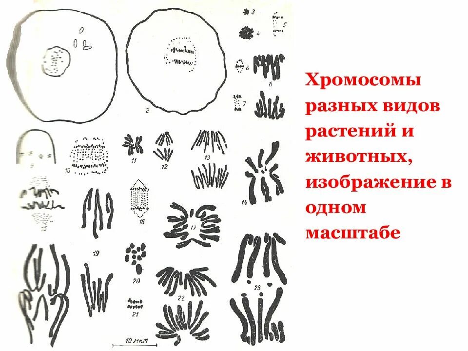 Сколько хромосом у разных. Хромосомные наборы разных видов организмов. хромосомы у животных. наборы хромосом у различных организмов. хромосомы разных видов растений и животных.