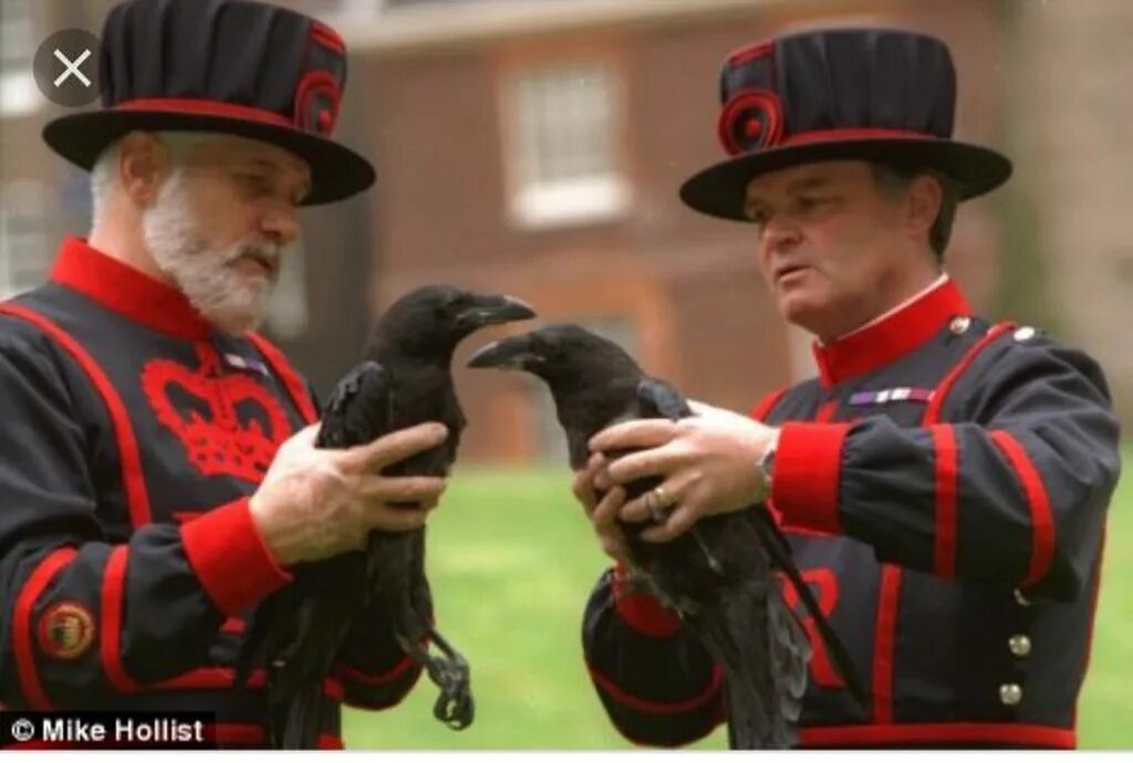 The ravens are the unique. Тауэр, вороны, бифитэры. Вороны Тауэра в Лондоне. Tower of London бифитеры. Бифитеры и вороны Тауэра.