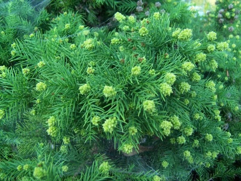 Cryptomeria japonica elegans. Криптомерия японская. Криптомерия японская Элеганс. Криптомерия элеганс виридис