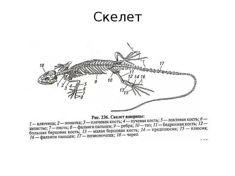 Внешнее строение и скелет пресмыкающихся. Осевой скелет рептилий. класс пресмыкающиеся осевой скелет. скелет ящерицы строение скелета. осевой скелет ящерицы.