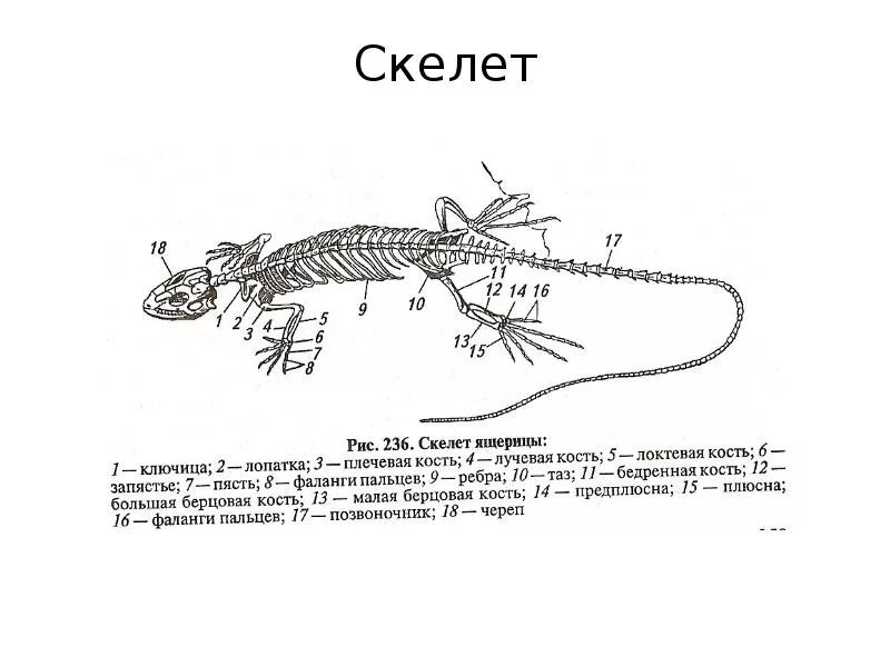 Схема рептилий. Осевой скелет рептилий. Скелет ящерицы строение скелета. Строение скелета ящерицы рисунок. Внутренний осевой скелет пресмыкающихся.