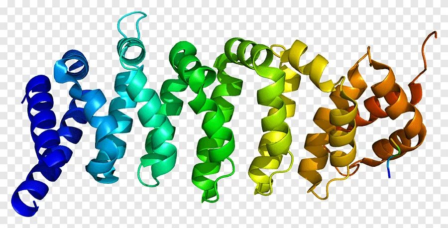 11 б ген. Calcium Binding Proteins. Кальцийсвязывающие белки. Ген. Структуры белка.