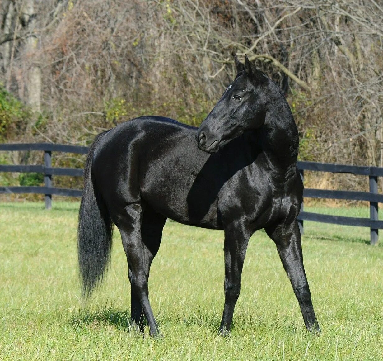 Допинг скачки. Riding coat. Now horse. Now horse. Имена для лошадей кобыл.