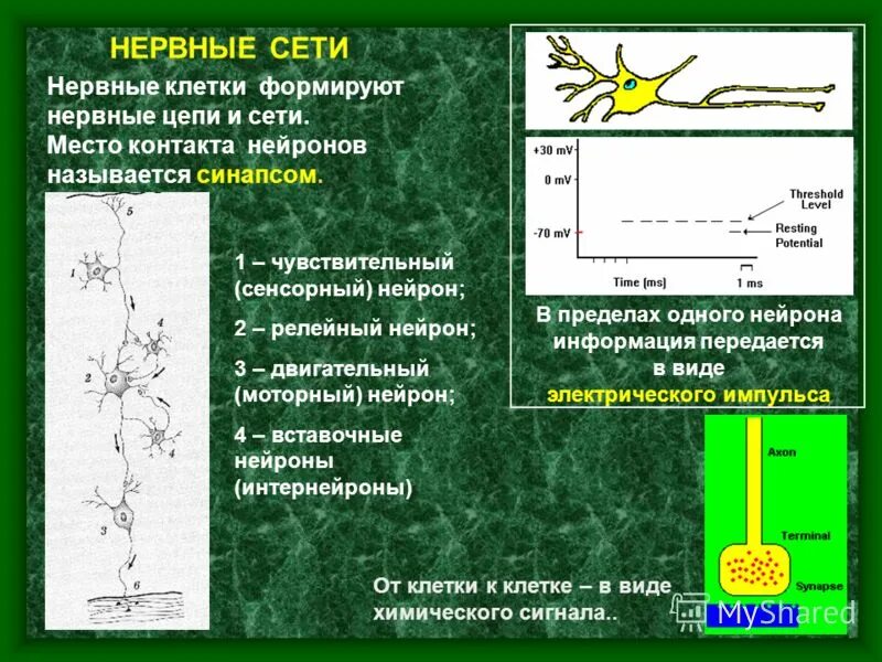 Синапс классификация синапсов физиология. Синапс контакт с нервной клеткой. Схема строения химического синапса. Синапс место контакта между двумя нейронами. Схема химического синапса физиология.