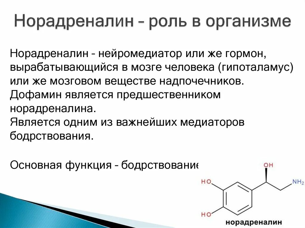 Норадреналин функции гормона. Норадреналин функции гормона кратко. Норадреналин функции гормона в организме. Роль норадреналина. Гормона расширяющие