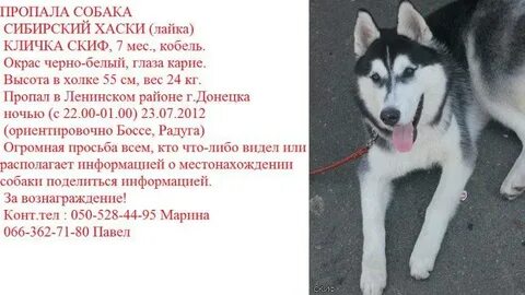 Лайка собака вес