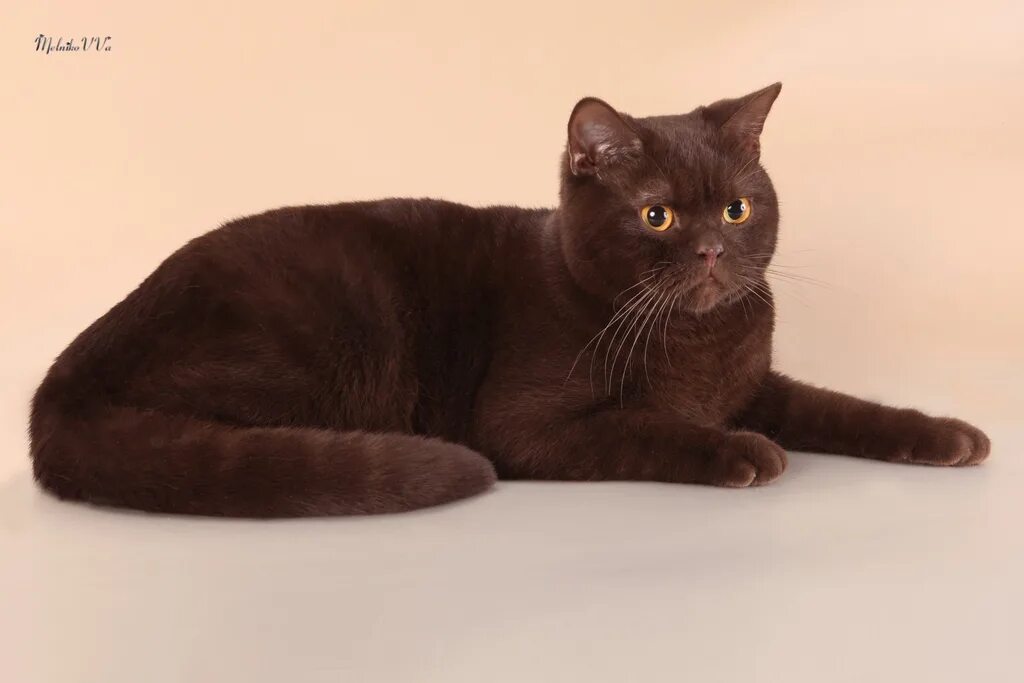 Кот бордо. Йоркская шоколадная кошка короткошерстная. Британская циннамон биколор. Бурма циннамон. Мейн-кун.