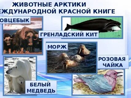 Животные и растения красной книги арктических пустынь