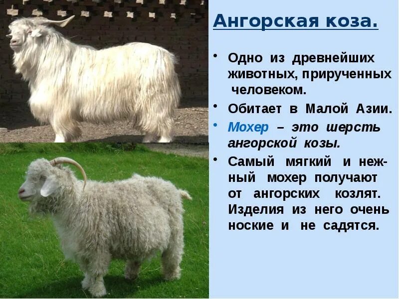 Ангорская пуховая коза. Ангорская пуховая коза. Дагестанская шерстная порода коз. Турецкая ангорская коза. Шерсть ангорской козы кроссворд.