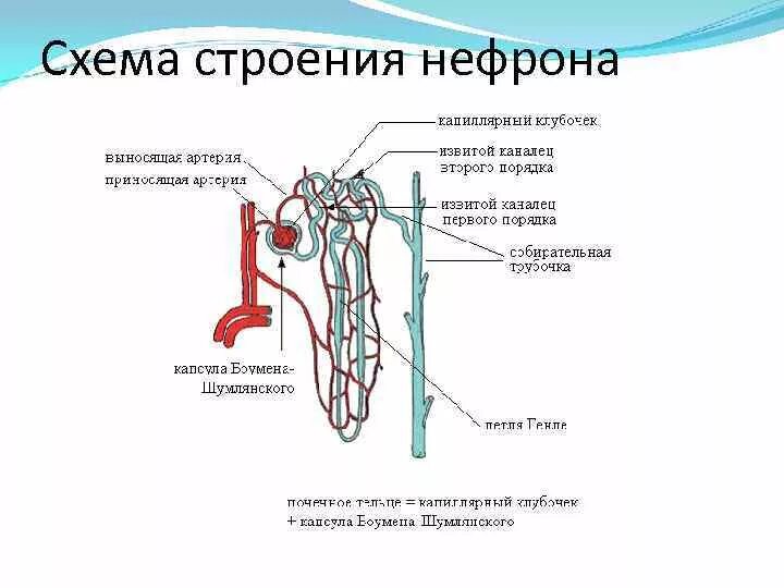 Мочевыделительная система человека строение нефрона. Нефрон система анатомия. Схема строения нефрона анатомия. Общая схема строения нефрона. Установите соответствие между характеристикой и частью нефрона