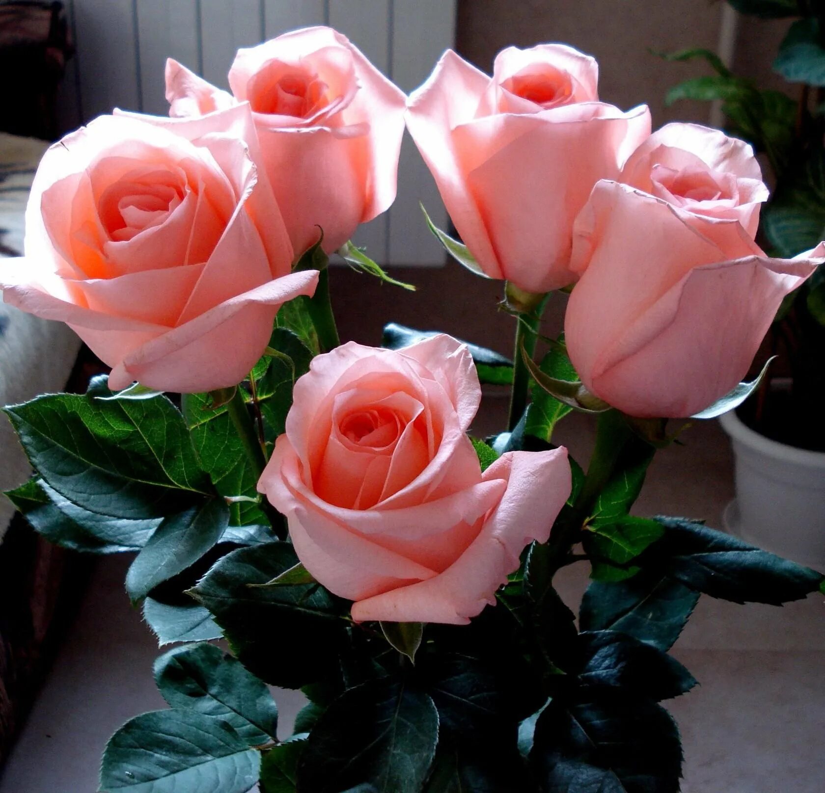Доброе утро розы надписи. Цветы для любимой. Цветы для любимой женщины. Розы для любимой. Красивый букет роз.