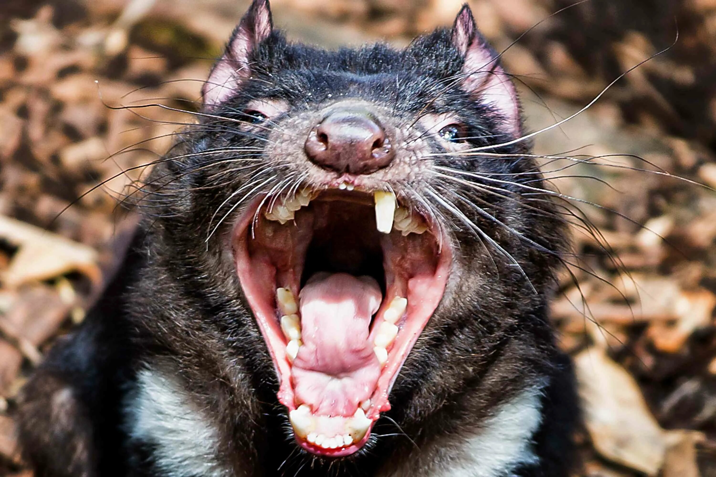 Голоса зверей страшные. Тасманский дьявол в Австралии. Тасманийский сумчатый дьявол. Тасманийский дьявол зубы. Тасманийский дьявол ест.