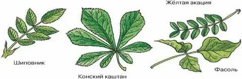 Каштан простой или сложный