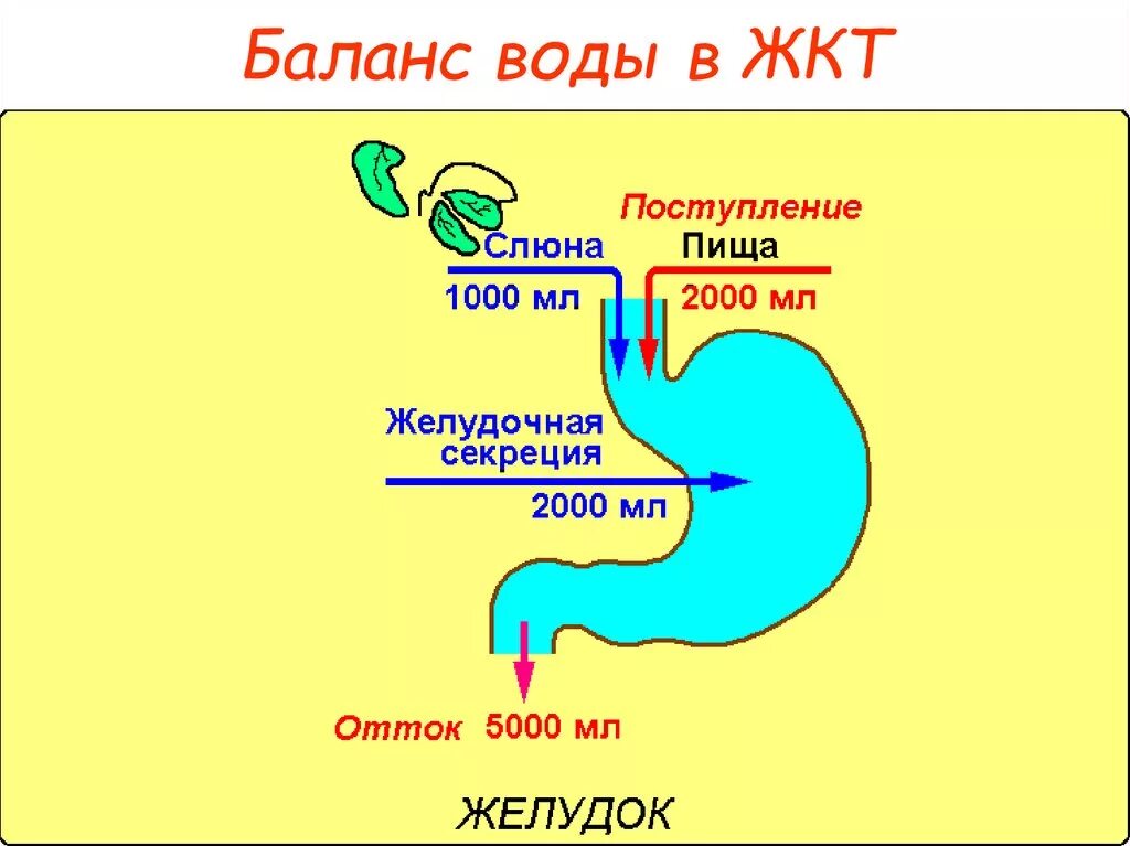 Баланс воды в ЖКТ. Движение воды в ЖКТ. Вода в пищеварительном тракте. Вода попадает в кишечник